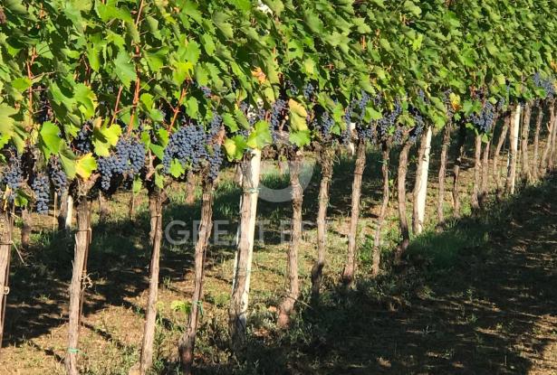 Tenuta Vinicola Sagrantino e Vista 9 Tenuta Vinicola Sagrantino e Vista 9