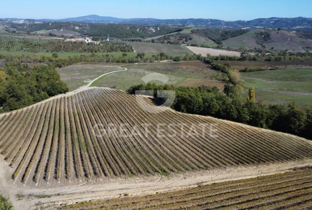 Tenuta Agricola Colle degli Etruschi 12 Tenuta Agricola Colle degli Etruschi 12
