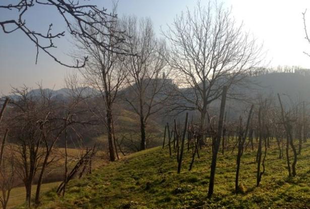 Asolo wine farm producing awarded 'Prosecco' ref.33a 2