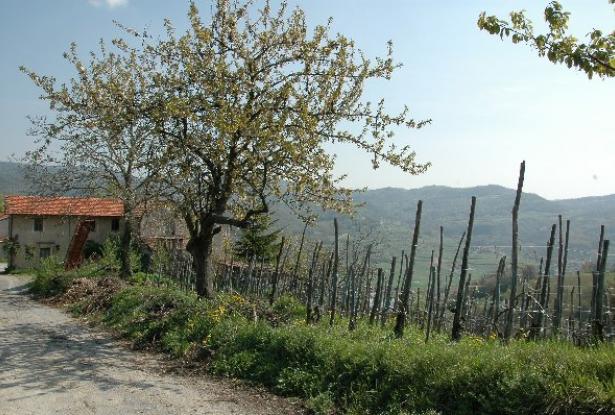 Original rustic farmhouse in beautiful panoramic and sunny position - Piedmont- Langhe 7