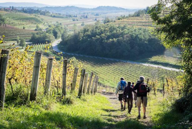 Walking through the vineyards of the Collio hills in Friuli Hiking in Italy