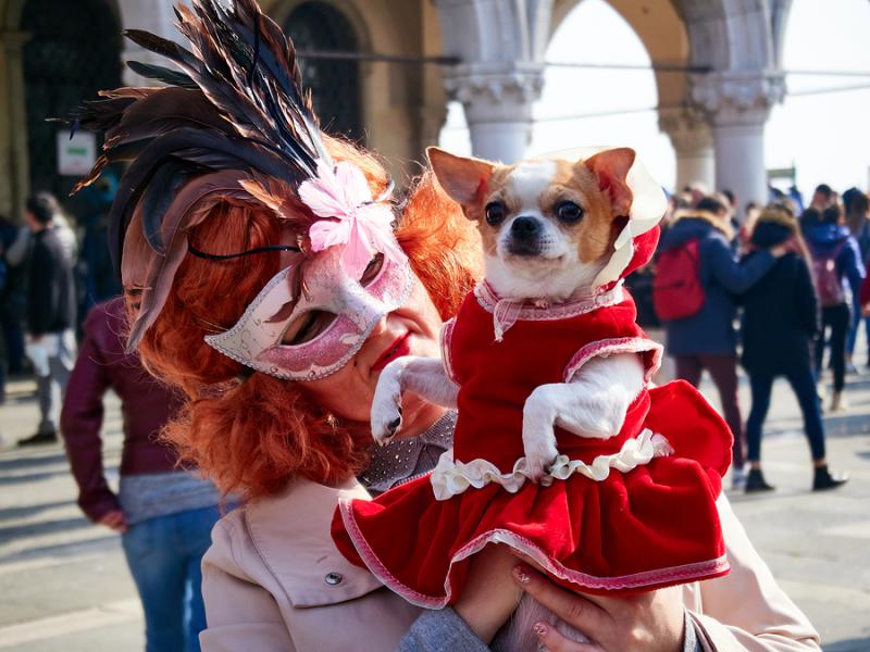 belli e brutti dog carnival 