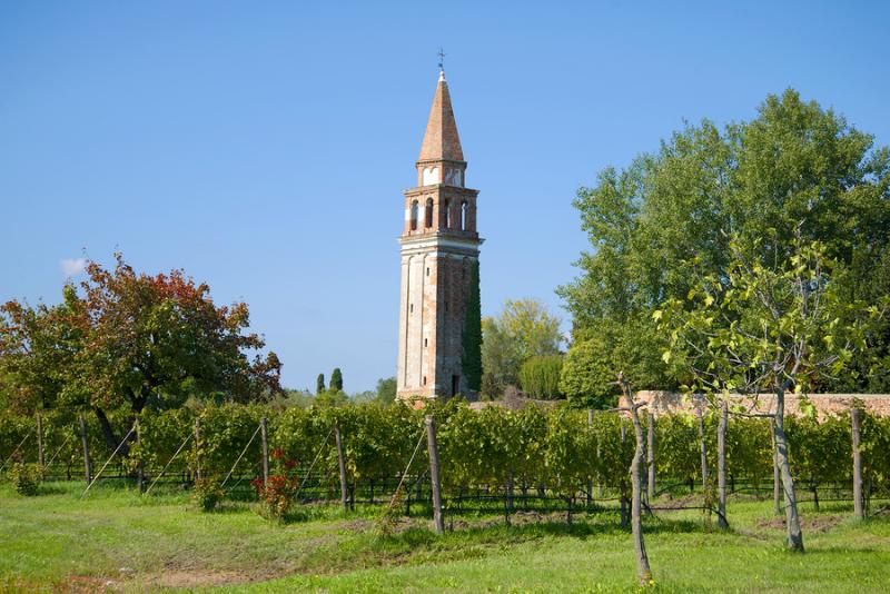 Vineyard near the old bell tower on the Mazzorbo island on a sunny afternoon. Venice, italy