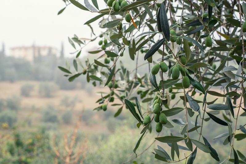 olive harvest 