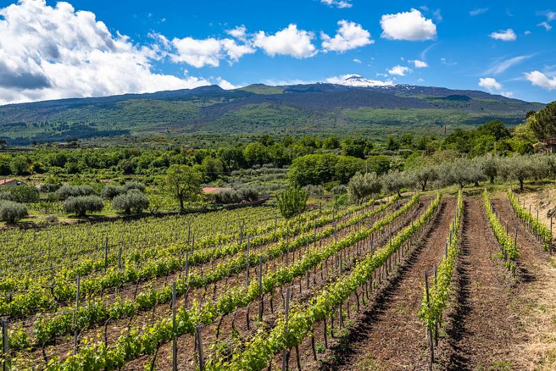 Vineyard on Mount Etna, Sicily