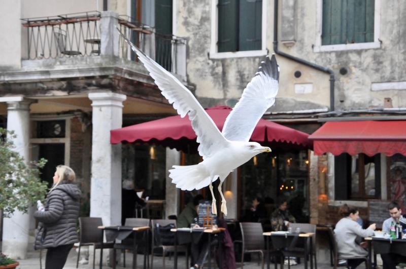 Seagull in Venice