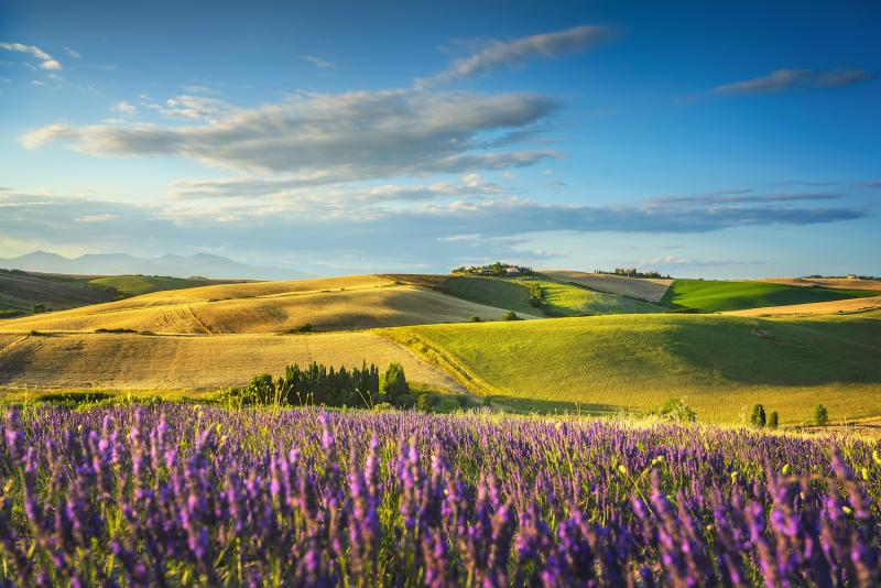 lavender flowers in Tuscany