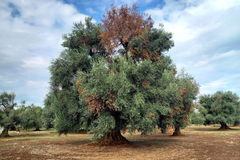 olive tree