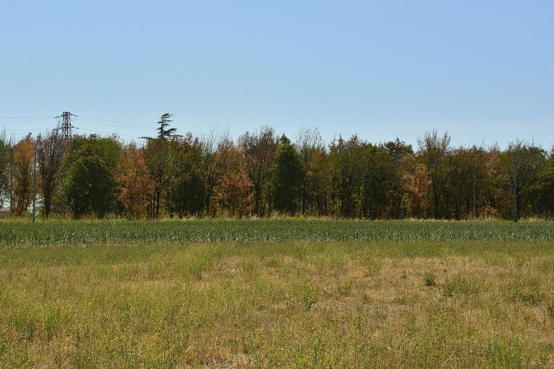 trees in Friuli-Venezia Giulia amid the drought