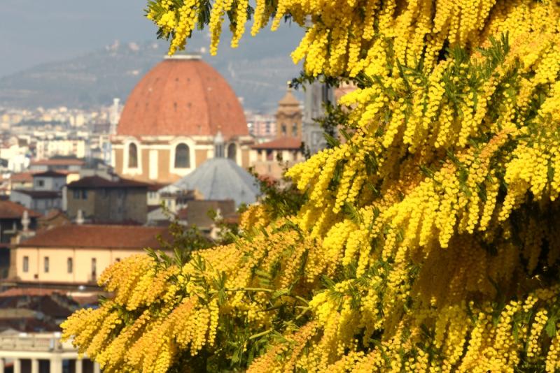 Mimosa in bloom in Florence