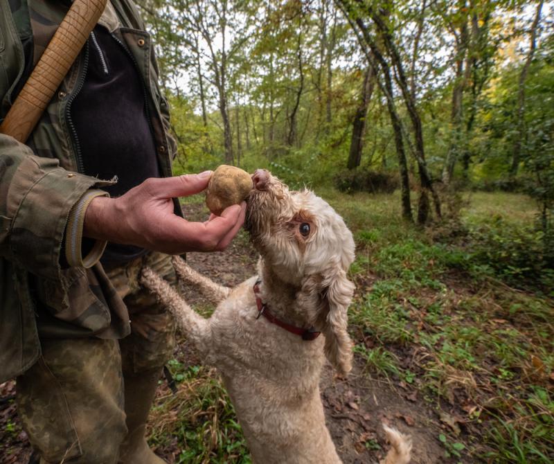 truffle hunting dogs