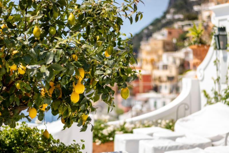 Lemon tree in Positano