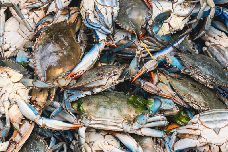 Blue crabs for sale at a market