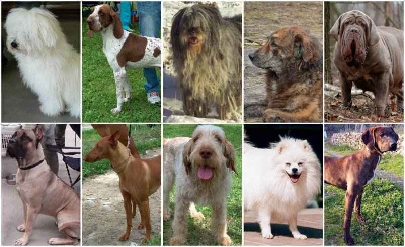 Top Ten Italian Dog Breeds Italy Magazine