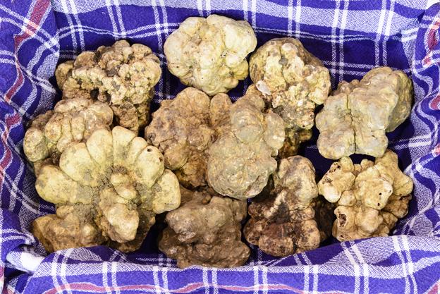 Alba white truffles