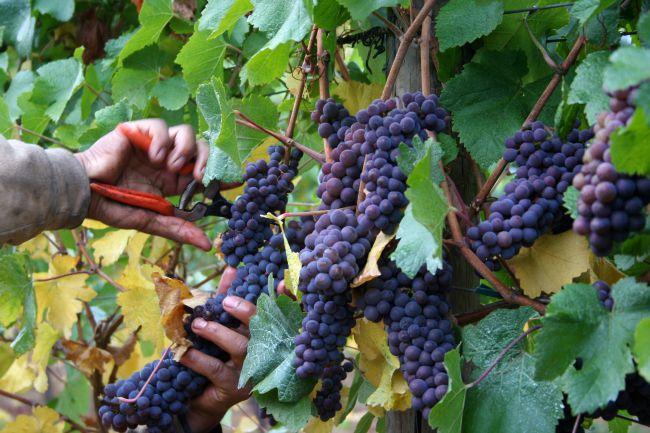 Grape Harvest La vendemmia