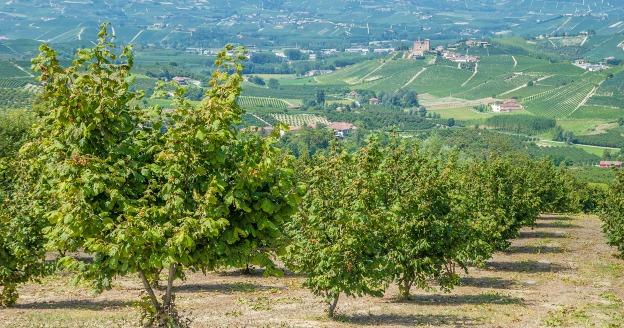 Hazelnut field in Piedmont origins of Nutella