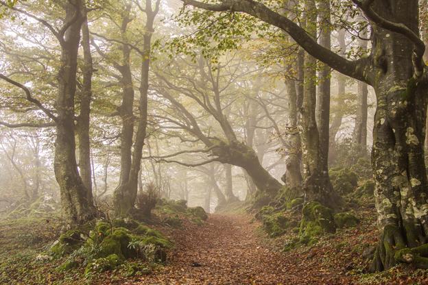 Monte Cucco forest, Umbria hiking in Umbria
