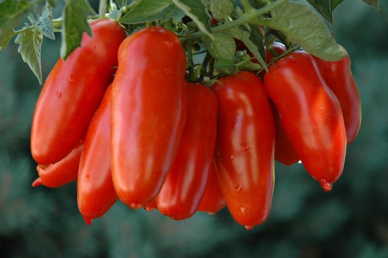 San Marzano tomatoes Pomodoro san Marzano