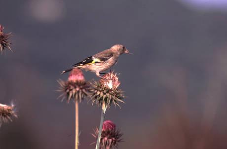 Hundreds Of Animals And Plants In Italy At Risk Of Extinction