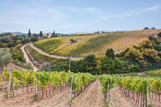 hills of Tuscany with vineyard for production of wines Chianti and Brunello di Montalcino