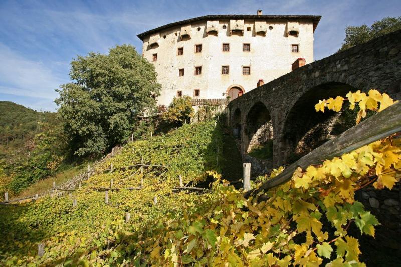 Italy's oldest vines