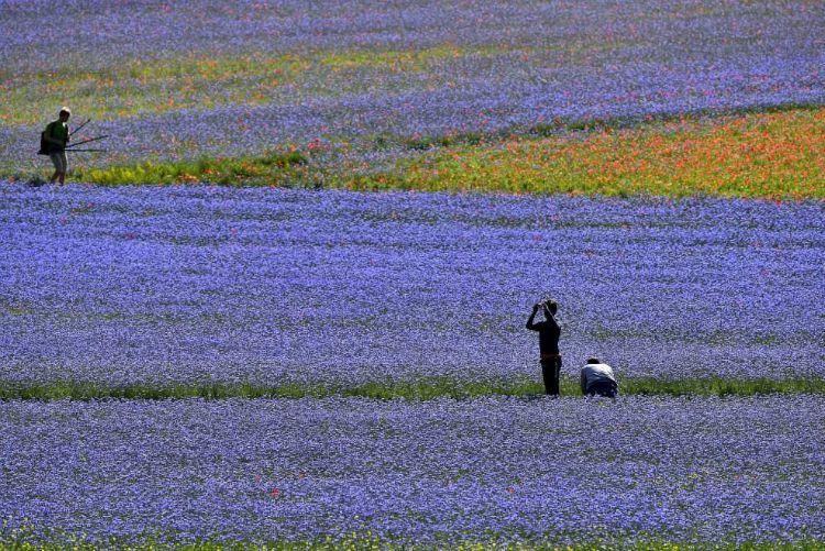 Annual flower blooming event on Castelluccio's plateaus