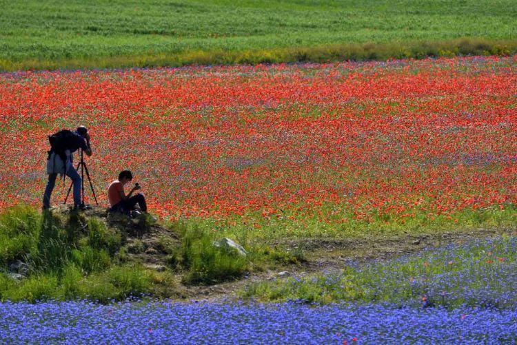 La Fiorita Piani di Castelluccio Annual flower blooming event on Castelluccio's plateaus