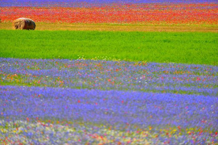 La Fiorita Piani di Castelluccio Annual flower blooming event on Castelluccio's plateaus