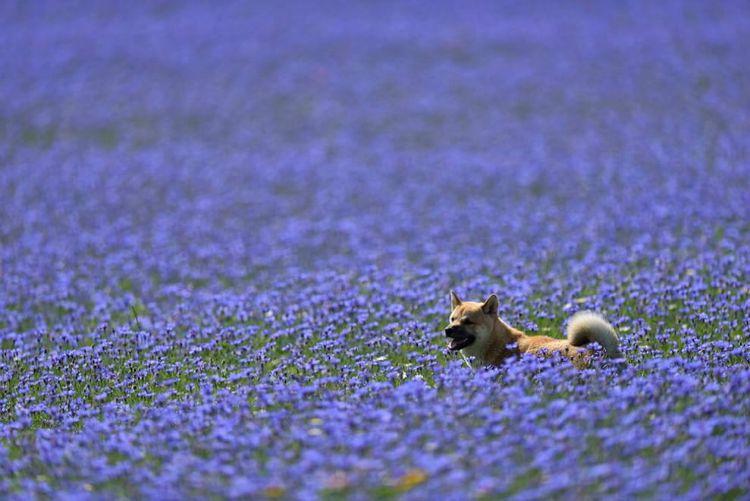 La Fiorita Piani di Castelluccio Annual flower blooming event on Castelluccio's plateaus