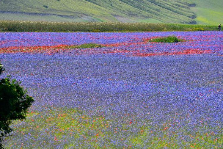 La Fiorita Piani di Castelluccio Annual flower blooming event on Castelluccio's plateaus