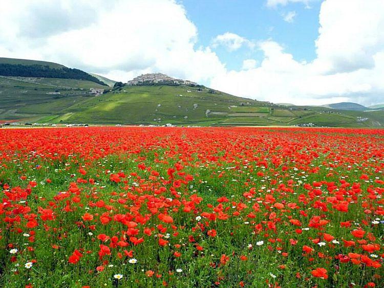 La Fiorita Piani di Castelluccio Annual flower blooming event on Castelluccio's plateaus