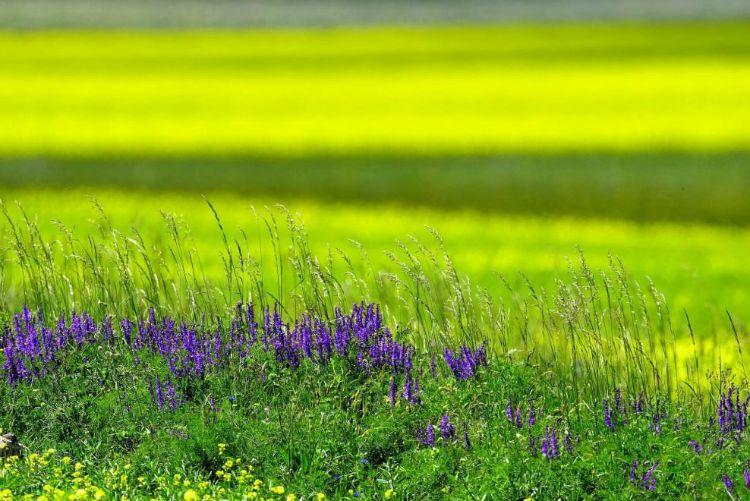 La Fiorita Piani di Castelluccio Annual flower blooming event on Castelluccio's plateaus