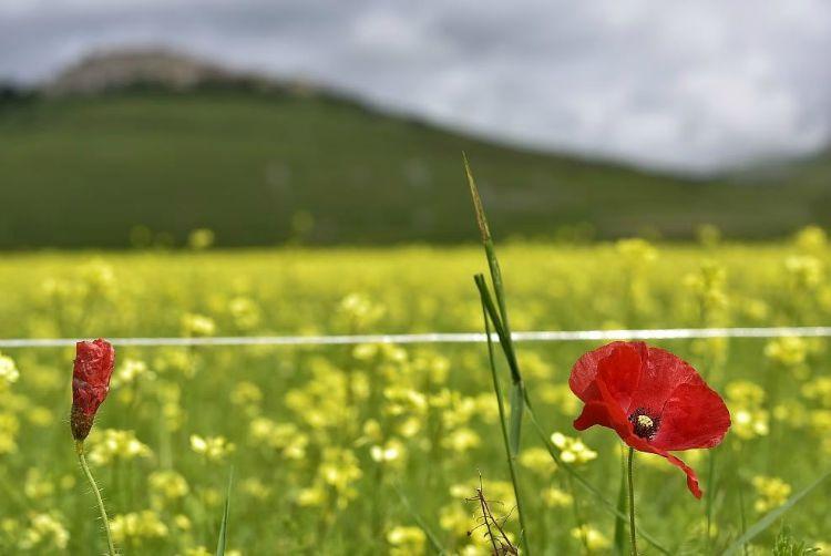 La Fiorita Piani di Castelluccio Annual flower blooming event on Castelluccio's plateaus