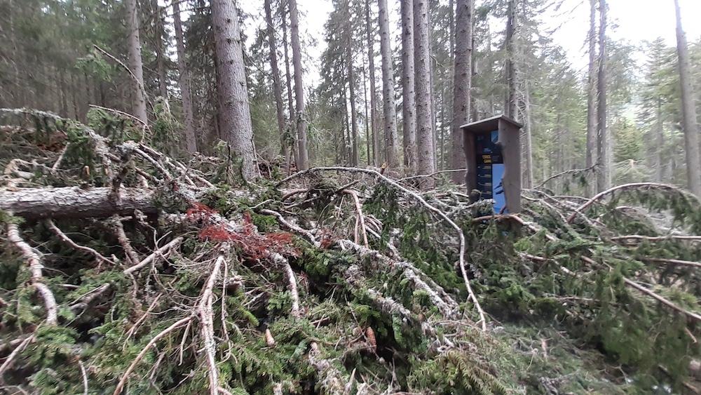 Arabba’s forest after the devastation