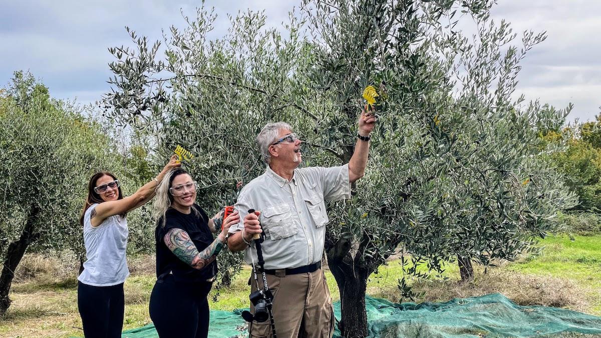 Caption: Harvesting olives with locals and the Di Meo Family with Italian roots