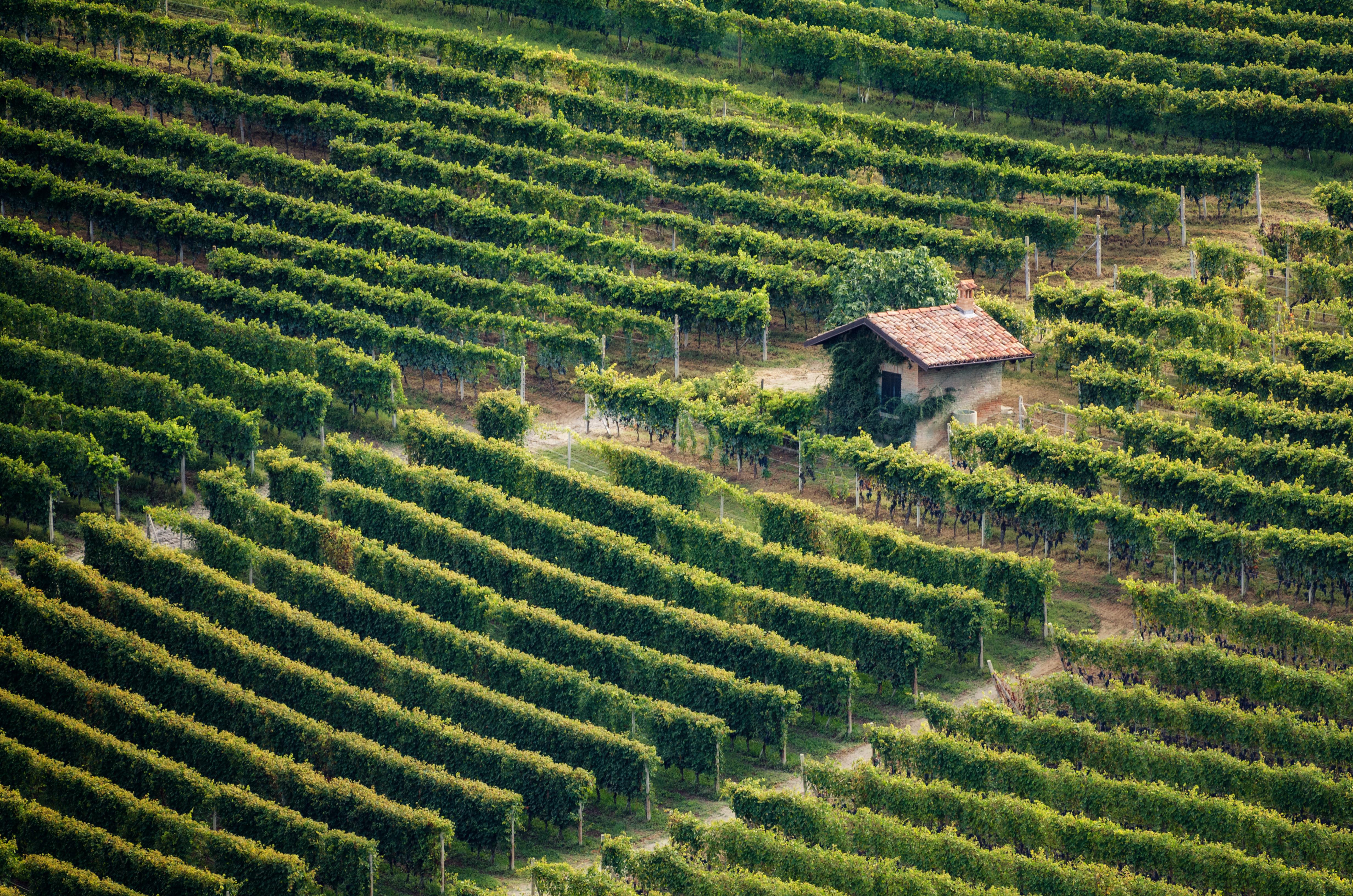 barolo vineyard