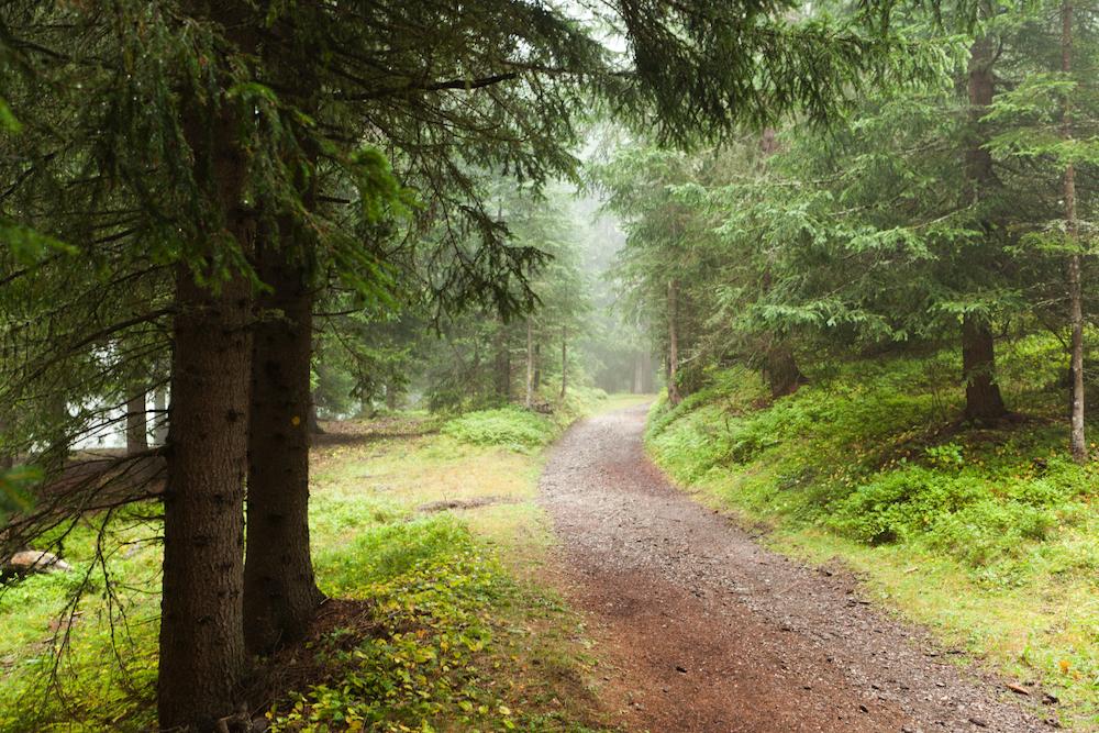 Arabba’s forest before the devastation