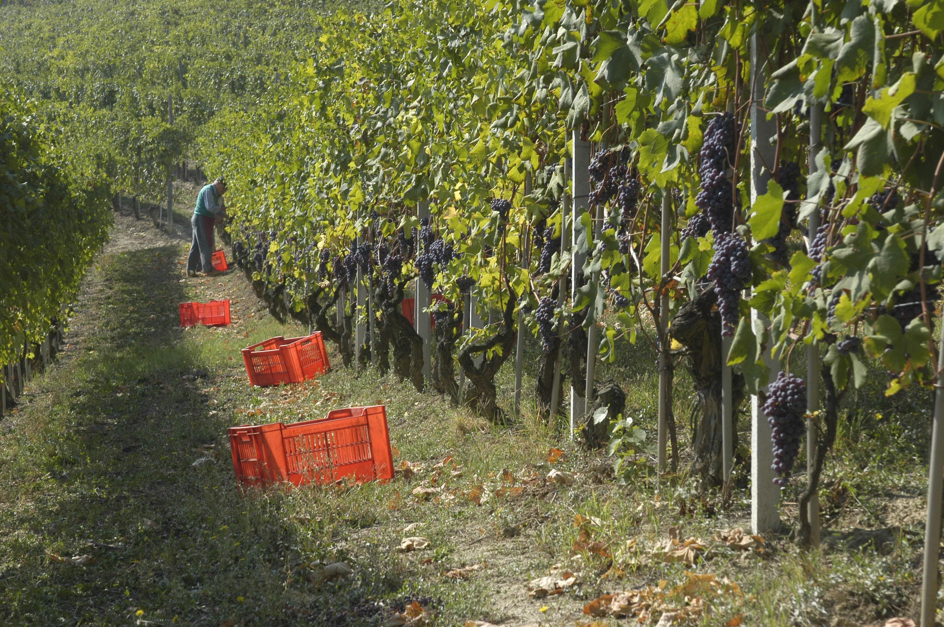 Barbaresco