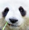 Profile picture for user Panda