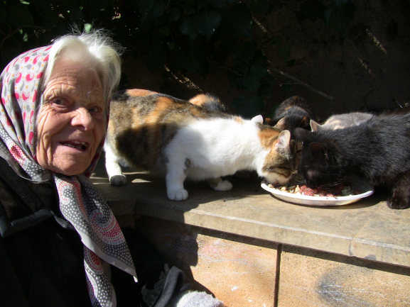 download feeding feral cats download feeding feral cats